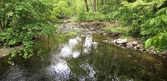 stream Little Falls Stream
